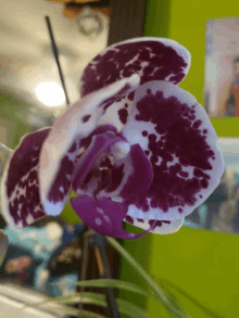 a close up of a purple and white flower with a green background