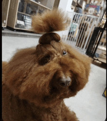 a small brown dog with a bun on its head looks at the camera