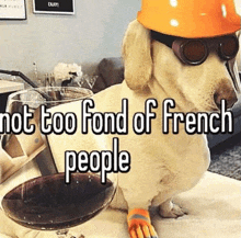 a dog wearing sunglasses and a hard hat is sitting next to a glass of wine ..