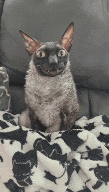 a cat sitting on a black and white blanket