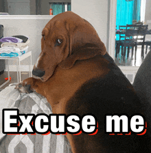 a dog sitting on a couch with the words " excuse me " behind it