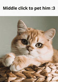 a cat laying in a basket with the words middle click to pet him