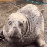 a seal is laying on the ground and looking at the camera with a surprised look on its face .