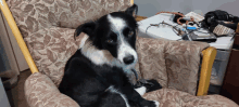 a black and white dog sits in a chair looking at the camera