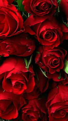 a close up of a bunch of red roses