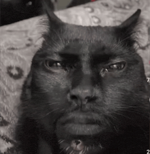 a black cat with horns and a beard is laying on a blanket