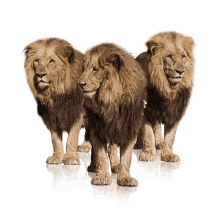 three lions standing next to each other looking at the camera