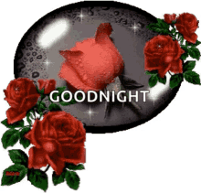 a red rose with water drops on it is on a plate with the words `` goodnight '' .