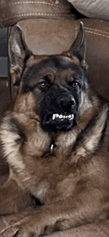 a german shepherd laying on a couch with its mouth open and teeth showing