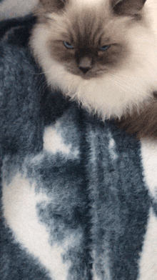 a cat with blue eyes is laying on a blanket