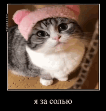 a gray and white cat wearing a pink hat with a caption in russian