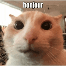 a close up of a cat 's face with the words bonjour written on it .