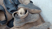 a kitten is sleeping in a pair of muddy shoes