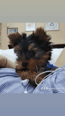 a small dog is laying on someone 's lap with headphones and a sign that says be kind