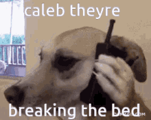 a dog is talking on a cell phone and breaking the bed