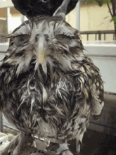 a close up of a wet bird 's feathers
