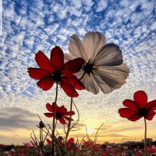 a field of red and white flowers against a cloudy sky at sunset