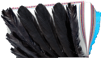 a bunch of black feathers laying on top of a book