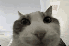 a close up of a cat 's face with a blurred background .