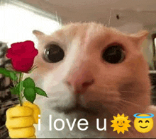 a cat is holding a red rose in front of its face and says `` i love you '' .