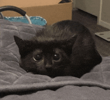 a black cat is laying on a grey blanket and looking at the camera