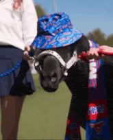 a horse wearing a blue hat and a scarf that says ' smu ' on it