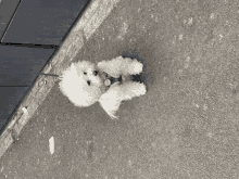 a small white dog on a leash is laying on the sidewalk