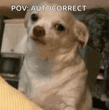 a picture of a small white dog with the caption " pov autocorrect "
