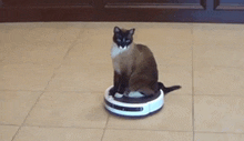 a cat is sitting on top of a robotic vacuum