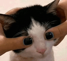 a person is petting a black and white cat 's face with their hands .