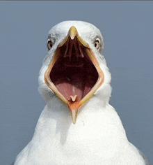 a seagull with its mouth wide open looking at the camera