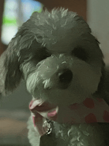 a small dog wearing a pink and white polka dot bow tie