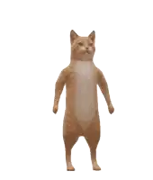 a cat standing on its hind legs with its arms outstretched