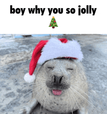 a seal wearing a santa hat with the words boy why you so jolly