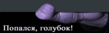 a close up of a purple penis with a black background