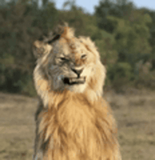 a close up of a lion standing in a field with trees in the background