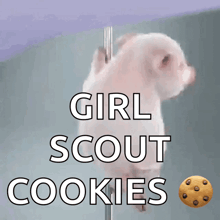 a picture of a pig with the words girl scout cookies on it