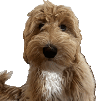 a close up of a brown and white dog looking at the camera with a white background