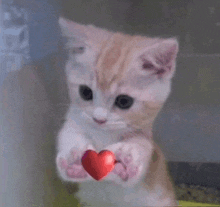 a kitten is holding a heart in its paws .