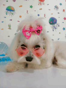 a small white dog wearing pink sunglasses and a pink bow on its head