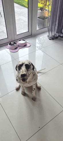 a dalmatian dog is sitting on a tiled floor in front of a glass door