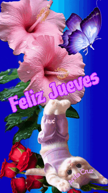 a cat is laying upside down in front of a pink flower with the words feliz jueves written on it