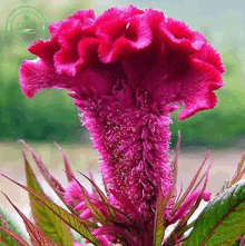 a close up of a pink flower with green leaves in a garden .