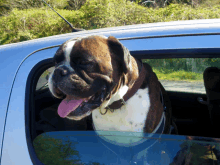 a brown and white dog sticking its head out of the window of a car