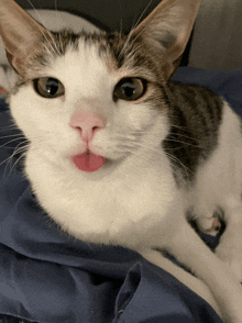 a cat with a pink tongue sticking out looks at the camera