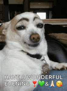 a picture of a dog with eyebrows and the words have a wonderful evening