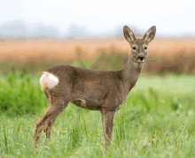 a deer with a white spot on its back stands in a grassy field