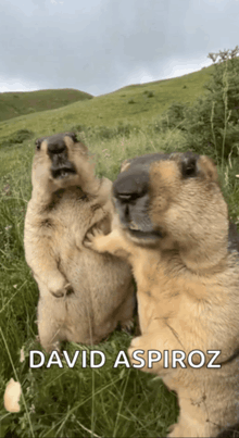 two ground squirrels standing in a grassy field with the name david aspiroz below them