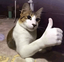 a brown and white cat is giving a thumbs up