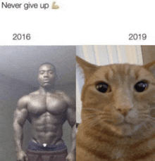 a picture of a man and a picture of a cat with the words never give up